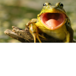 Froggy cultz