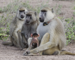 The Baboonz