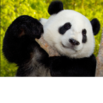 Animal Co