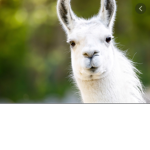 Llama#######