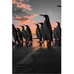penguinsrcul