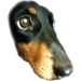 lora vr icon