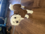 Fezbear Winter