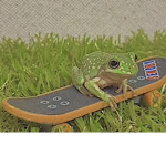 Frankythefroggy