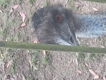 MY NEØNS