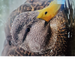 Quak The duck