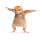 Chicken Savages