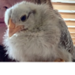 LOVE CHICKEN’S <3