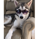 TheXdSqiad