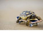 Turtle squad!!:)