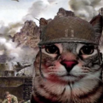 The KITY cat army