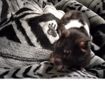 Hamster luver