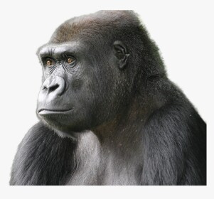Gorilla Warfare