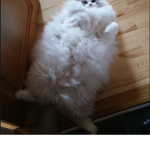 Kitten Floof