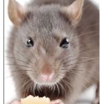 a group where we all pretend to be rats (Colony)