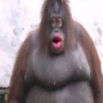 Bacon Monky