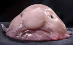 Ducki :D