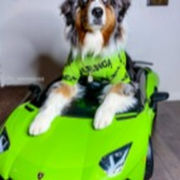 Car Race and beat the Bark