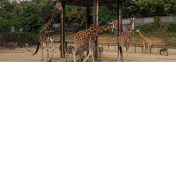 zoo