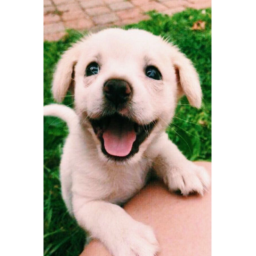Puppy Fans