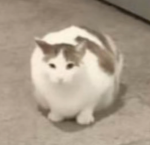 Roblox YearLine
