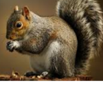 Squirrels Unite!