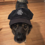 Anti Animal Cruelty Club