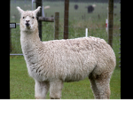 Mr.alpaca squad