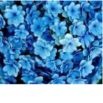 BLUE FLOWER SQUAD