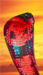 flame cobras