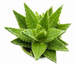 Aloe Fan Group