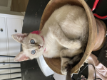 Kittycorn’s group
