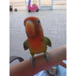 Papaya the Thomas