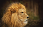 Animal Fans :D