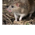 Cute rat sisters