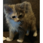 LilyLion