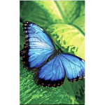 •Butterflies Clothing•