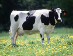 Cows Kingdom Warriors