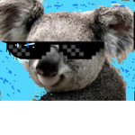 blue cool koala’s