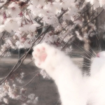 <𝟑 .ᐟ