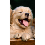 Cute dogs i adore