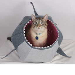 Sharkcat hangout