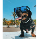 La pups <3