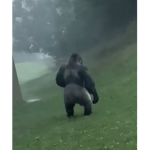 G0RILLA