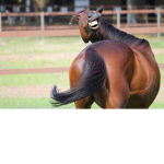 Horsey Bois