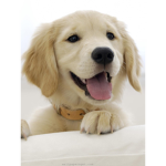 The puppy club and fun