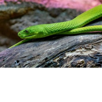 bob the snake and his snake brothers