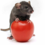Tomato rats