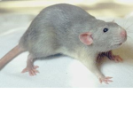 the blue rats