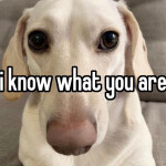 DSAF - Davesport Shrine